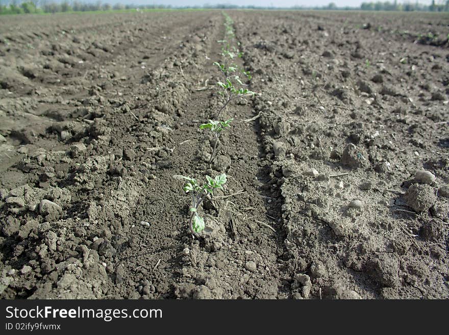 Young Tomato Plants Growing In A Field