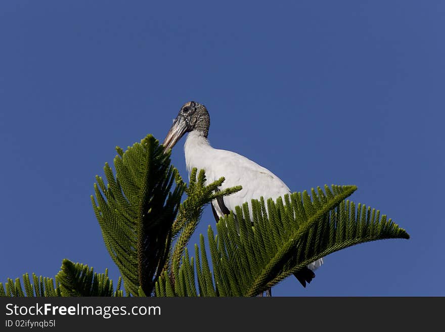 Wood Stork Perched In Florida Tree