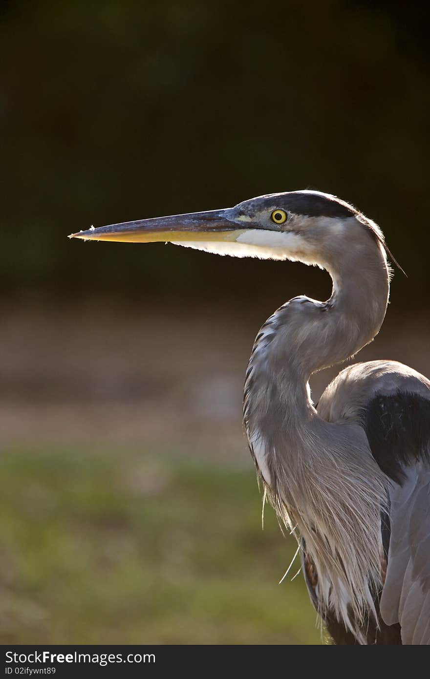 Great Blue Heron in Florida USA