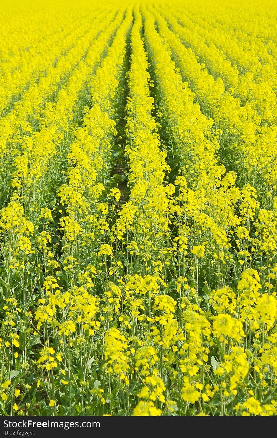 Beautiful field of rape yellow flowers