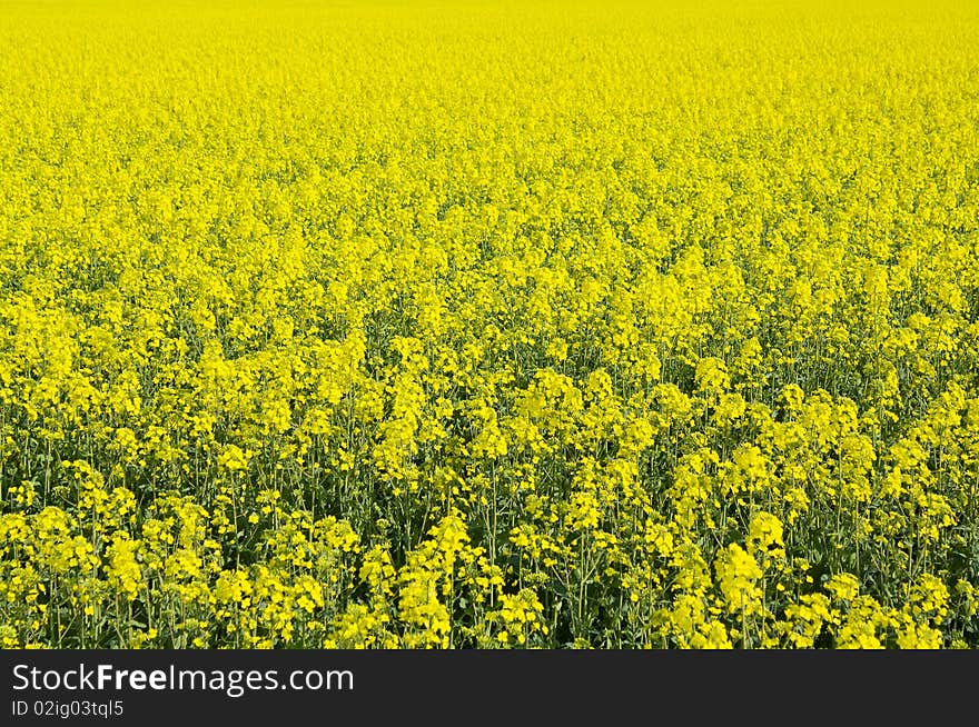 Beautiful field of rape yellow flowers in spring time