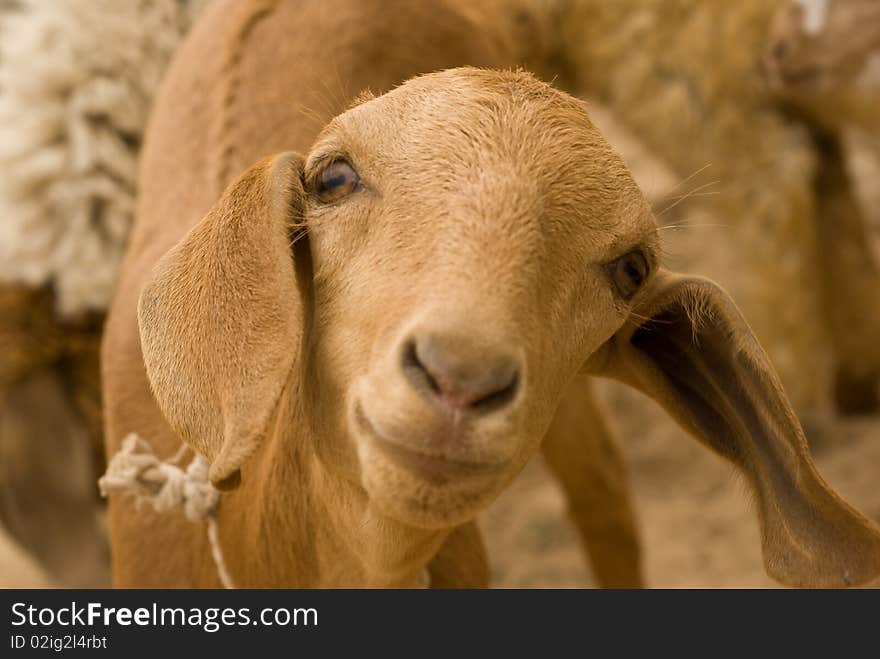 Goat is looking into camera as it is giving pose. Goat is looking into camera as it is giving pose