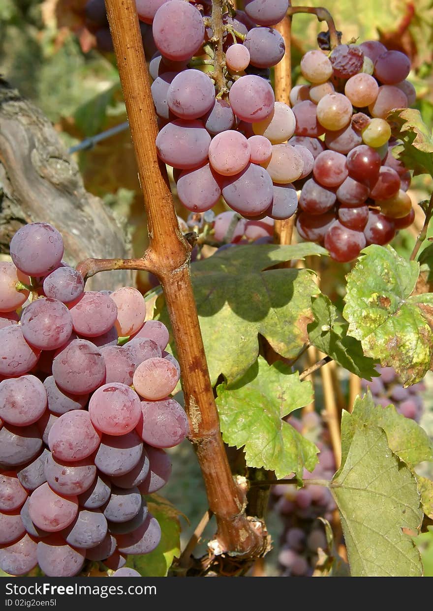 Two clusters of ripe red grapes