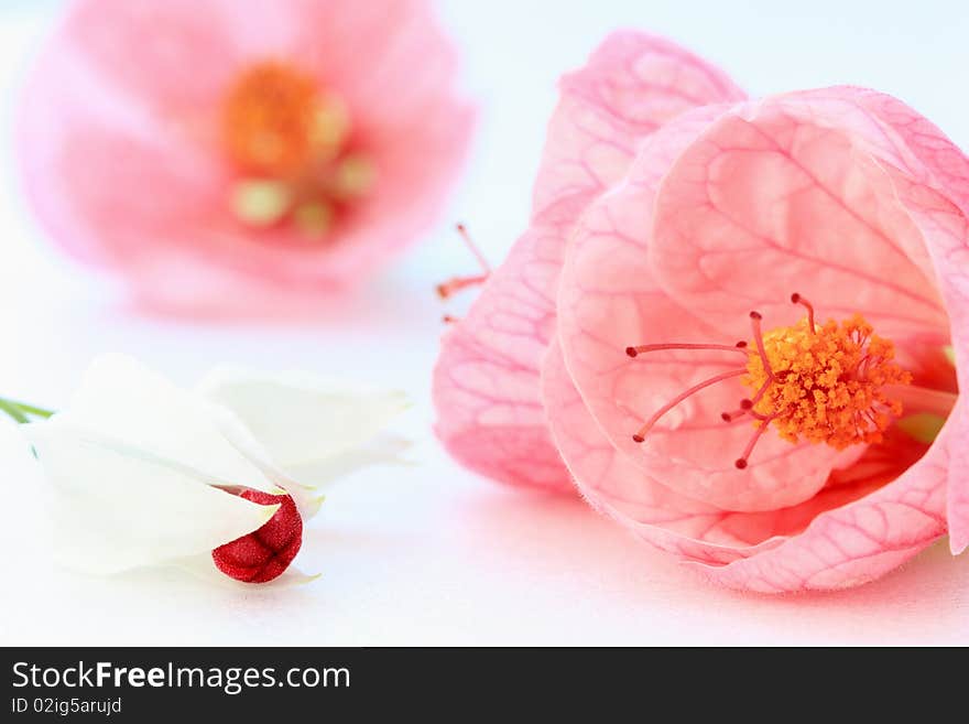 Abutilon flowers