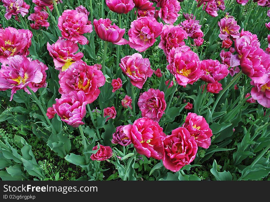 Beautiful Pink Blooming Tulips