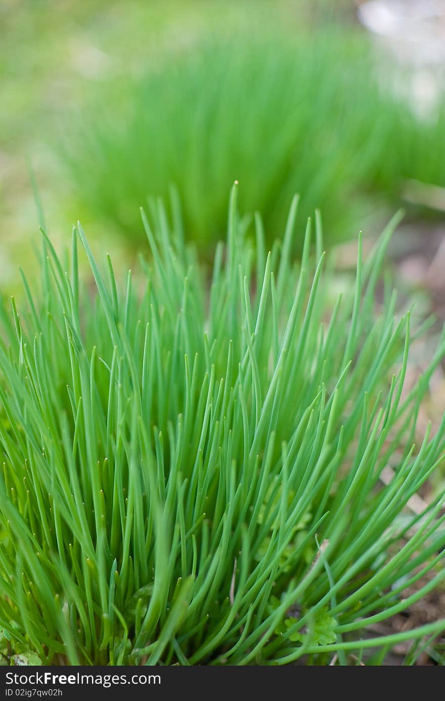 Chive onion in the garden (Allium schoenoprasum)