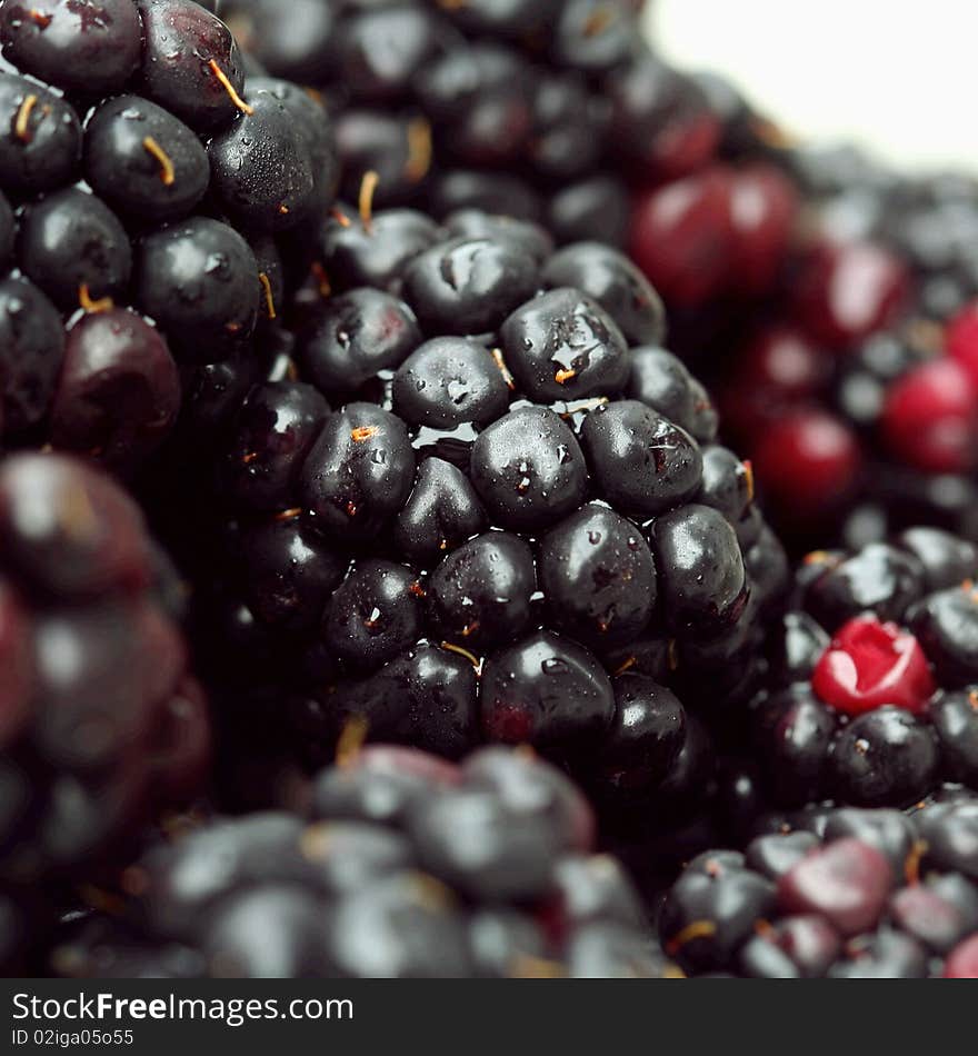 Ripe Lush Blackberry Forest