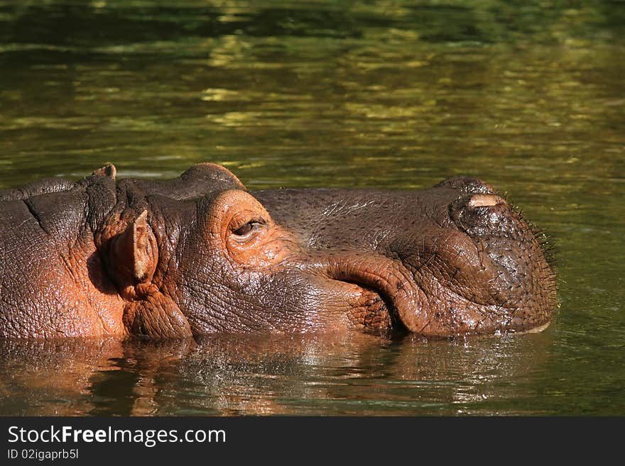 Animals: Rhino with its head surfacing above the water. Animals: Rhino with its head surfacing above the water