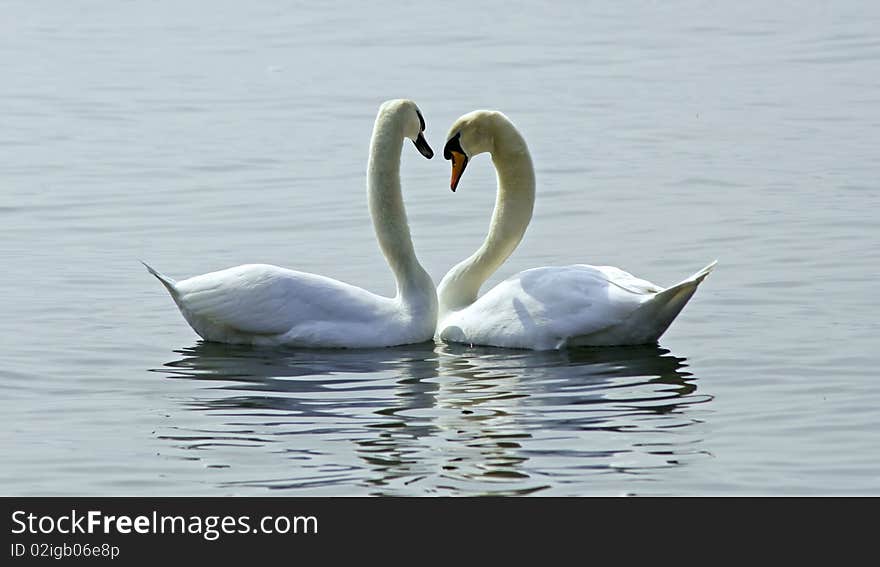 A pair of swans in a lake. A pair of swans in a lake