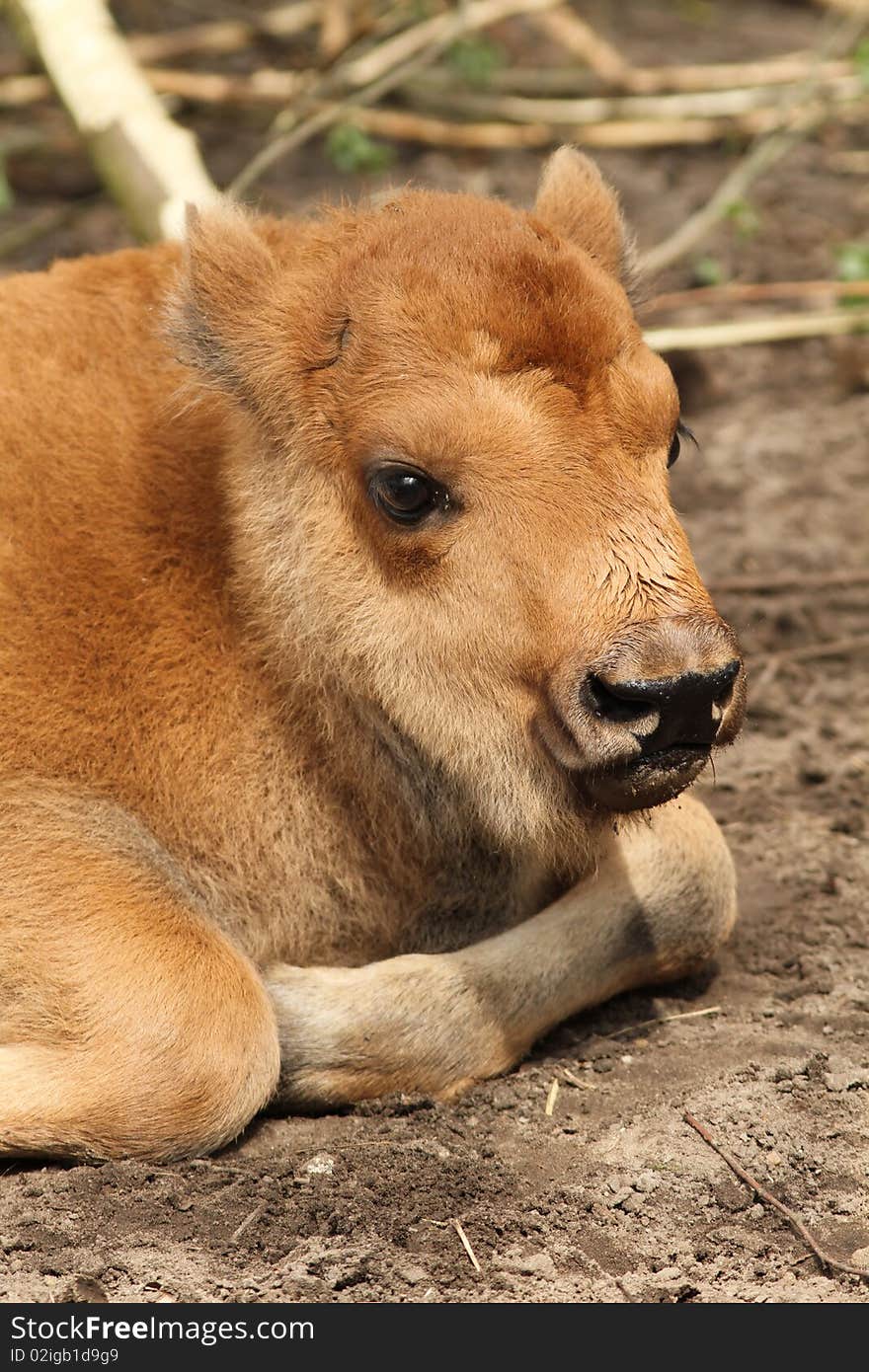 Baby Bison