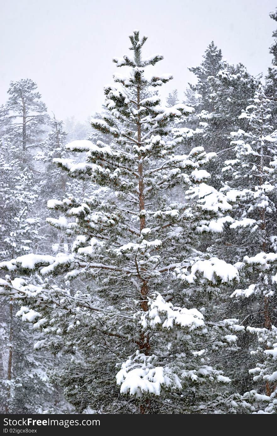One real fur-tree in winter forest