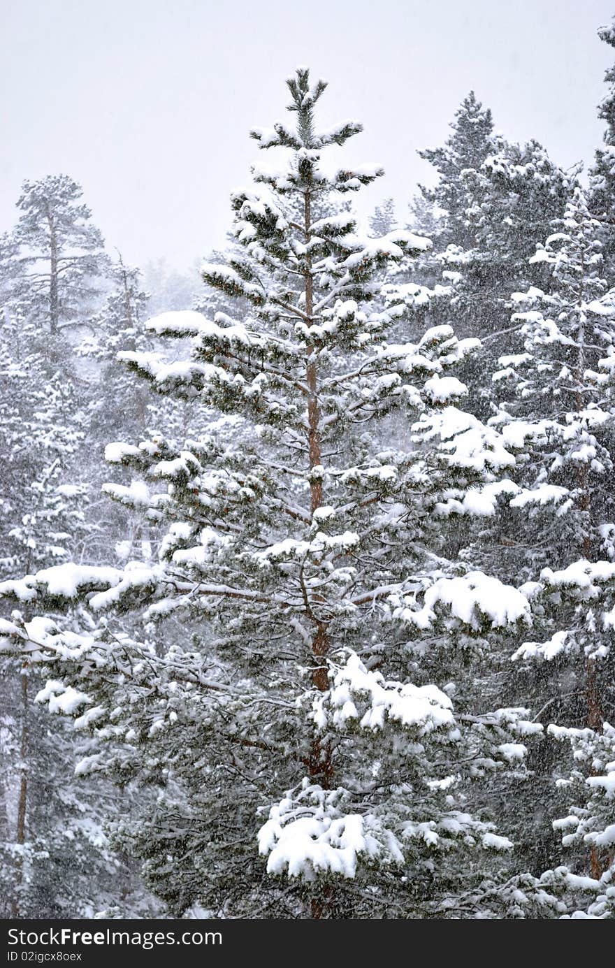 Fur-tree in winter forest