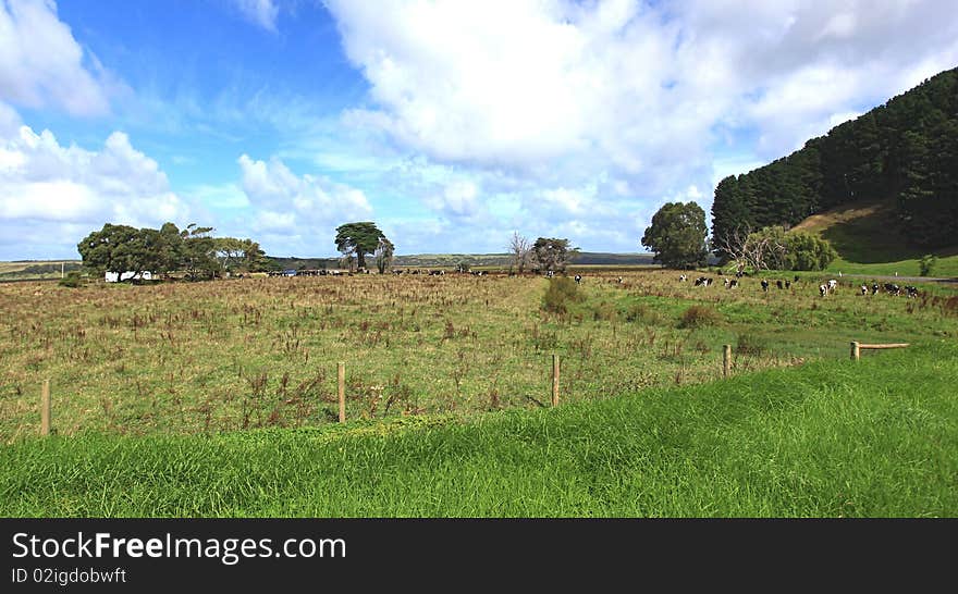 Australian meadow with grean grass cows and trees after HDR rendering