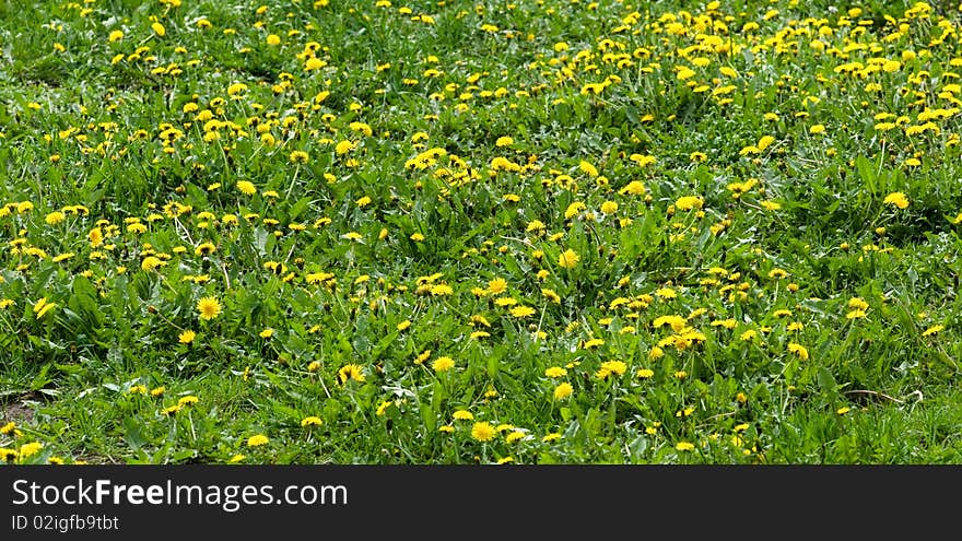 Dandelion meadow