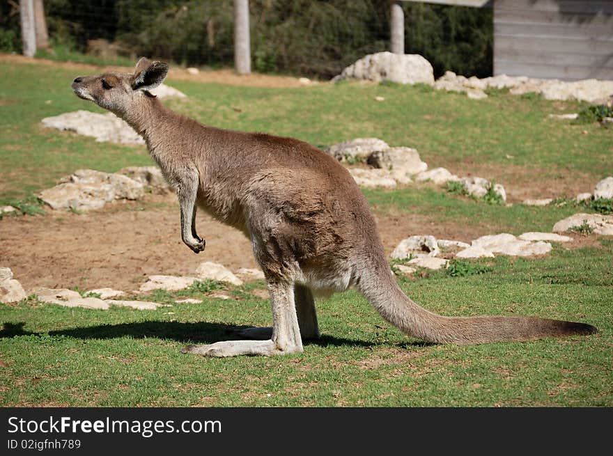 Grey kangaroo