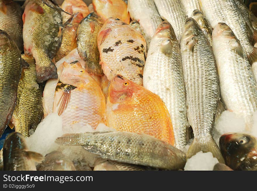 Fresh fish for sale