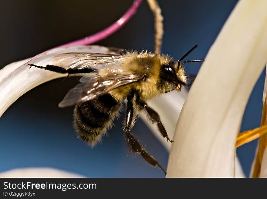 Close up of a Bumble Bee on Flower