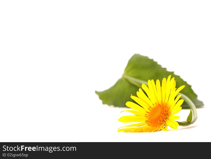 Beautiful background with yellow flower. Beautiful background with yellow flower