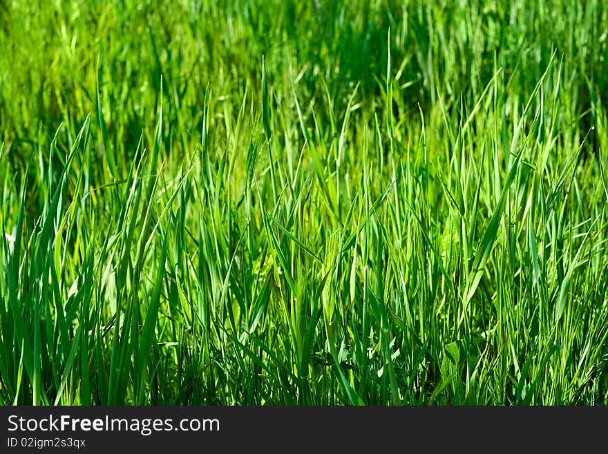 Outdoor closeup shot of a green grass in sunlights