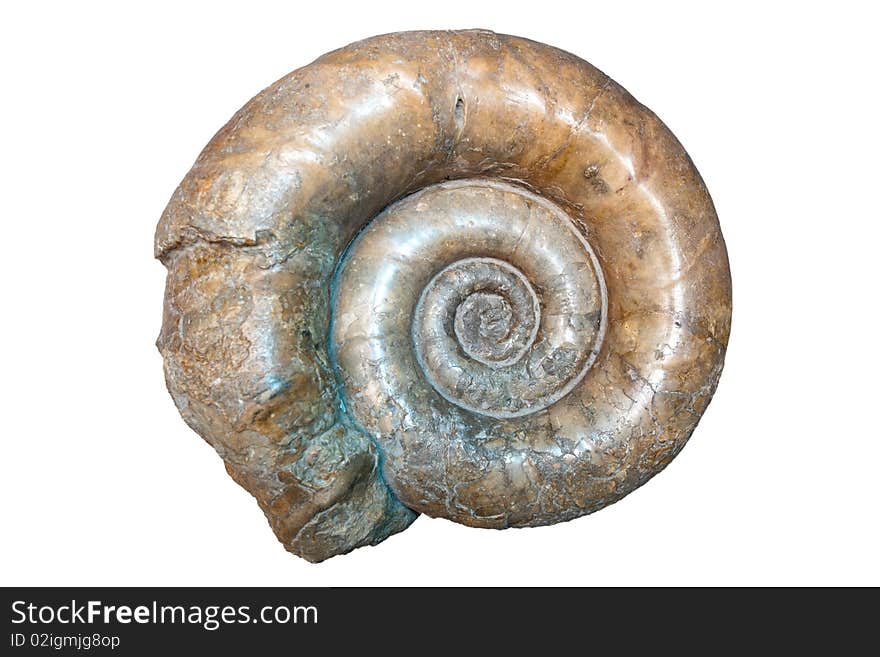 Ammonite