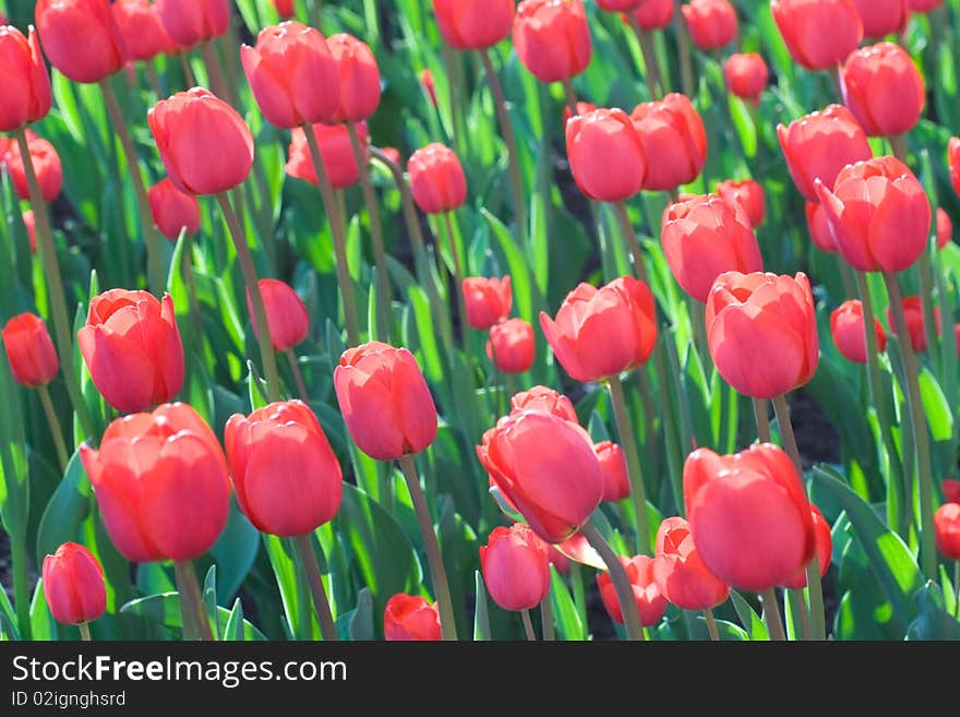 Lot of red beautiful flowering tulips on field