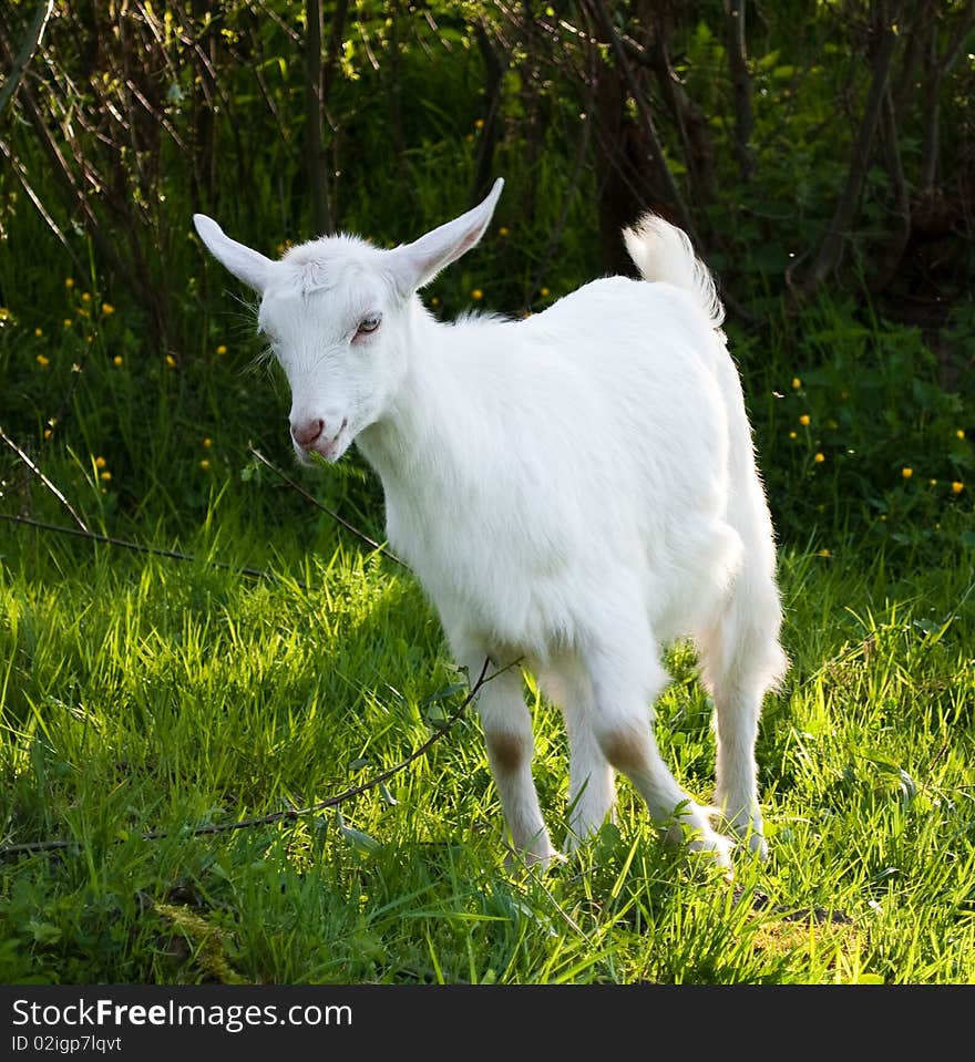 Baby Goat