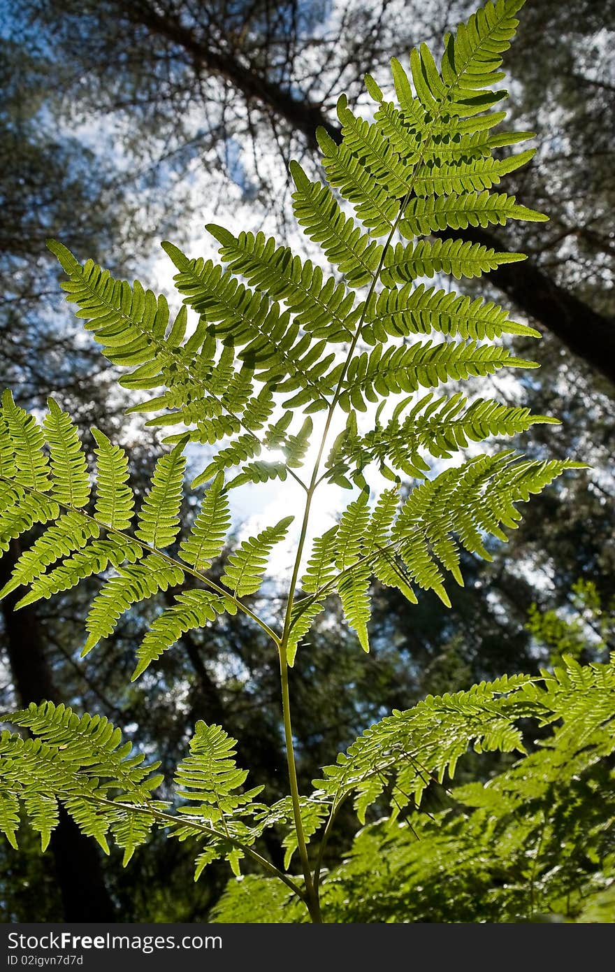 Branch of fern on a background blue sky and sun