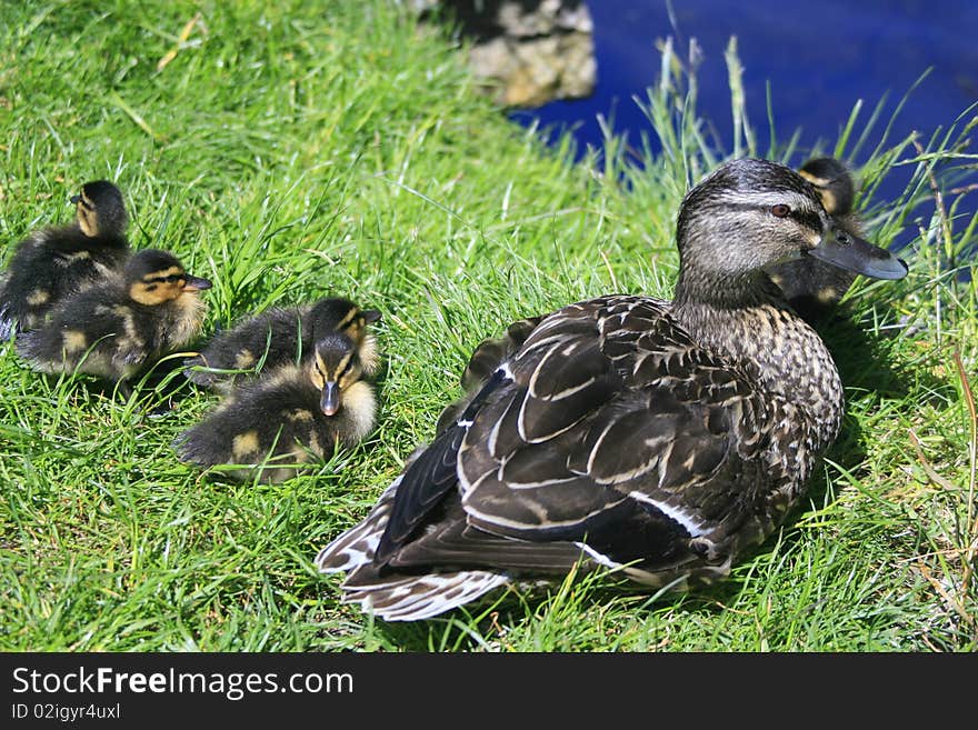 Mother duck with ducklings approaching the pond. Mother duck with ducklings approaching the pond