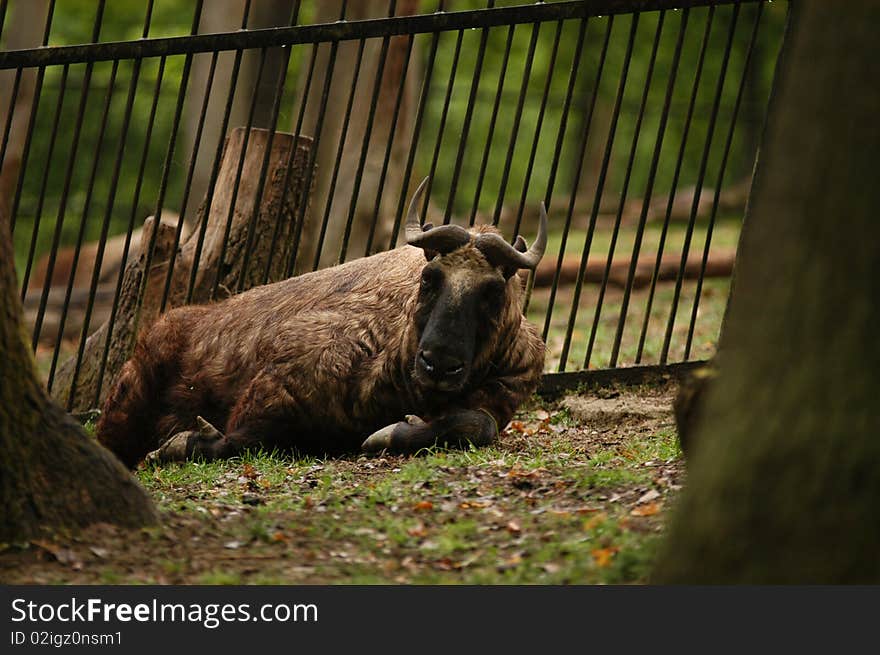 Takin lyingon the ground at the Zoo