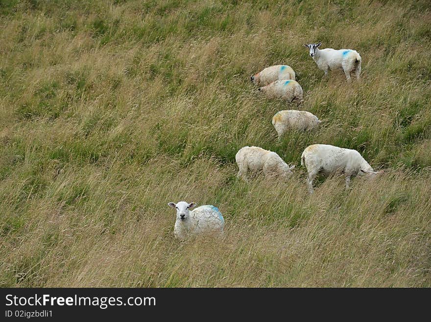 English countryside landscape: sheep in grass