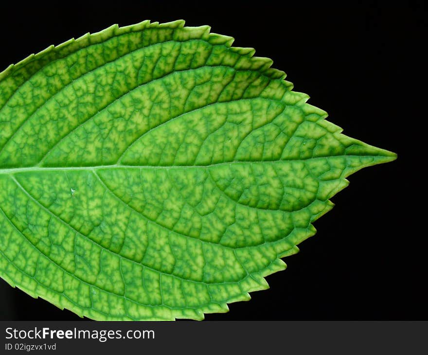 Natural texture with green leaf on black background