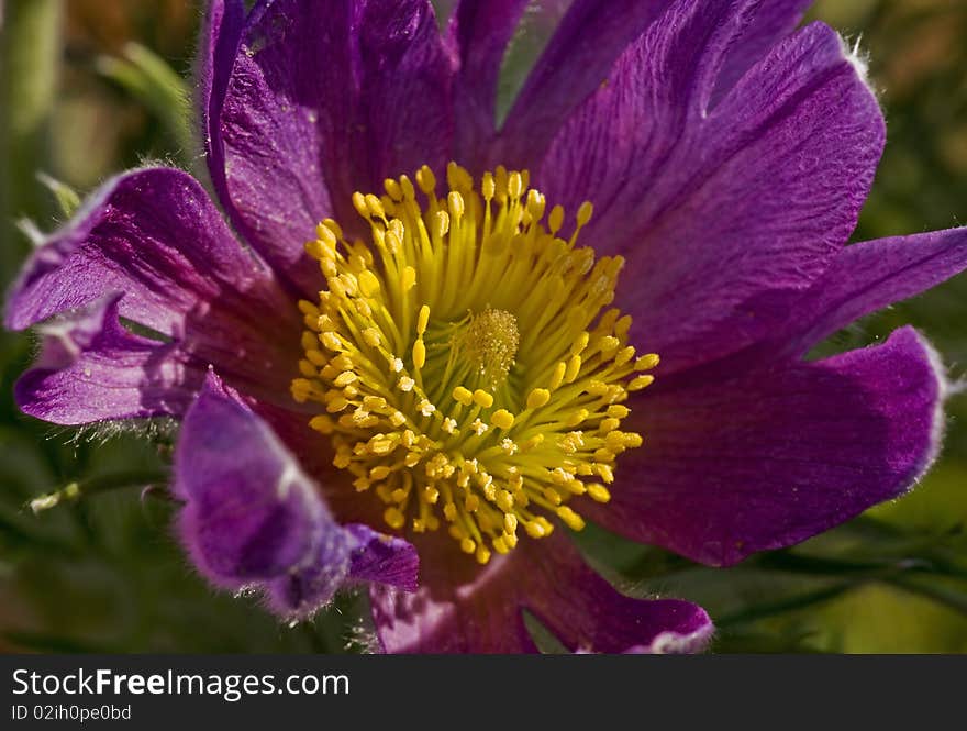 The Siberian pasque-flower in the spring.