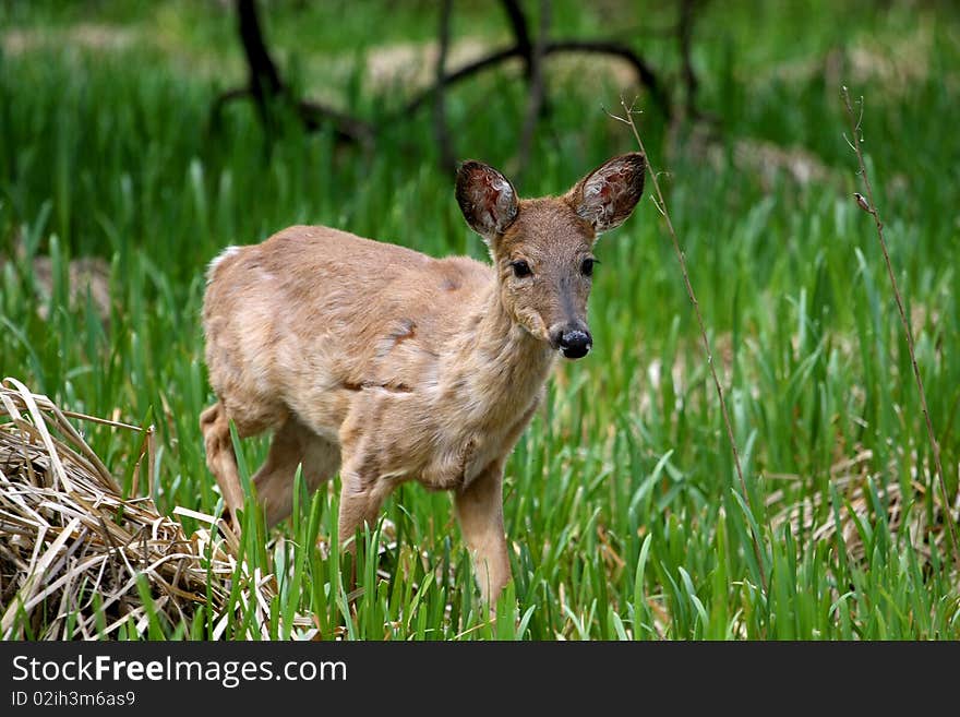 White-tail Deer young shedding winter coat in marsh grass