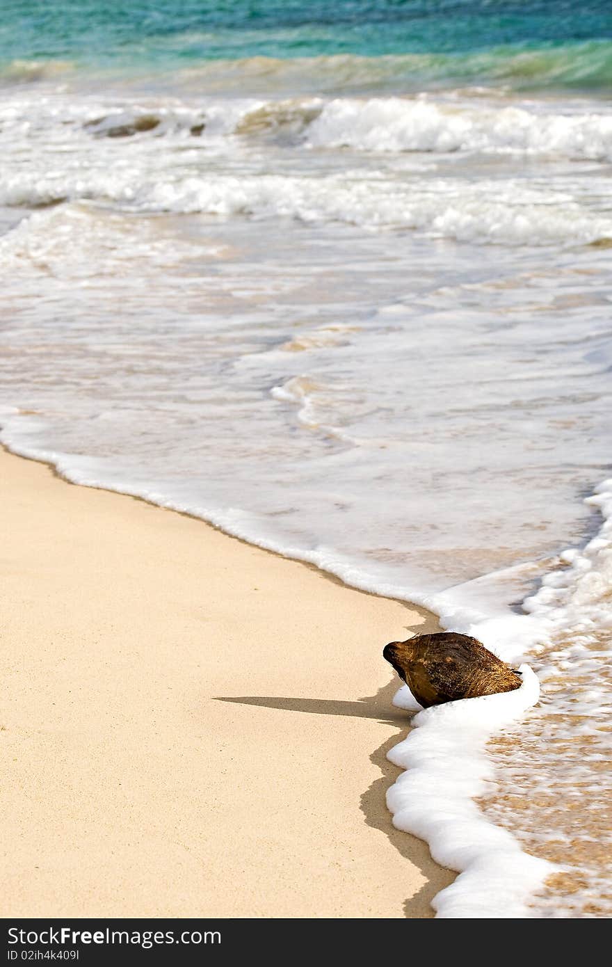 Coconut in the Foam of the Waves on a Beach