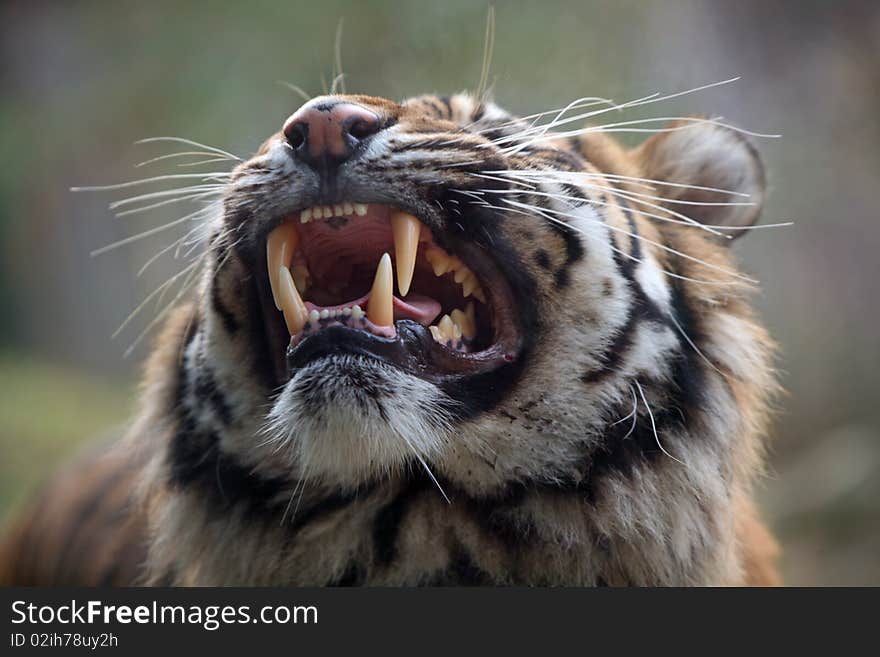 Young tiger roaring in the ZOO