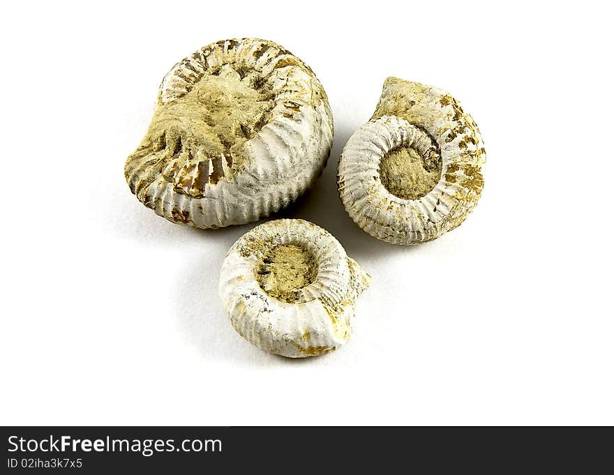 Ammonite Fossil isolated on a white background