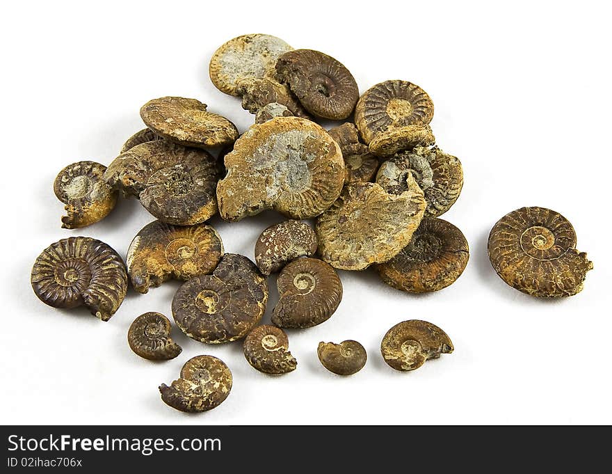 Fossilized ammonites isolated on a white background. Fossilized ammonites isolated on a white background