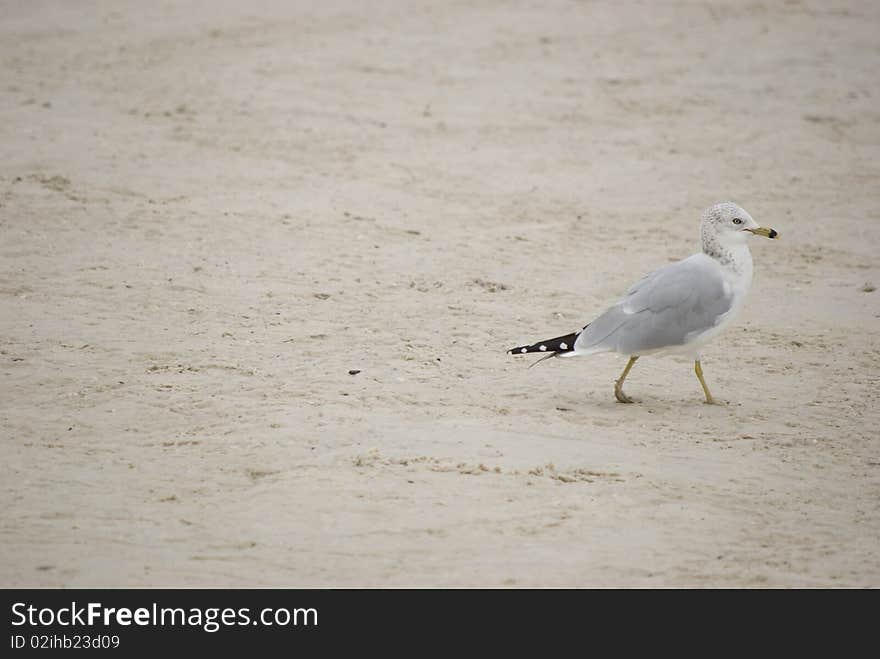 Seagull Walking