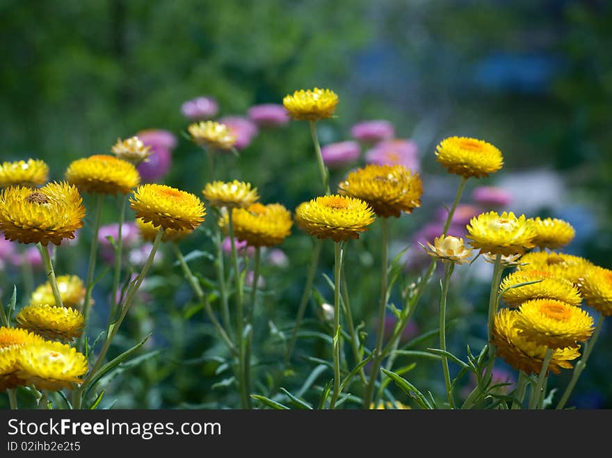 Yellow and pink straw flowers