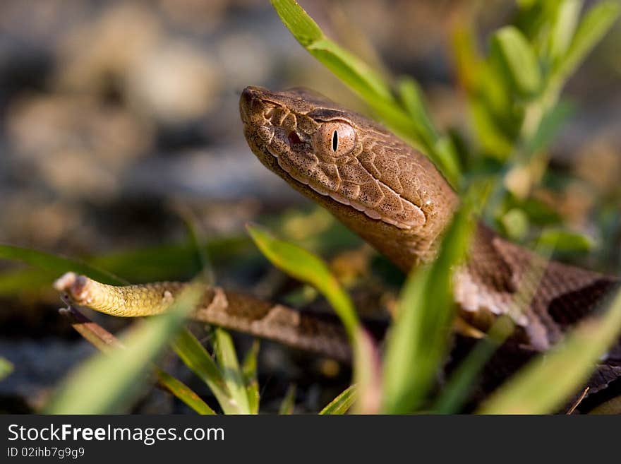 Juvenile Copperhead