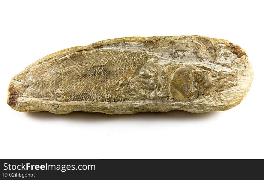 Fish Fossil