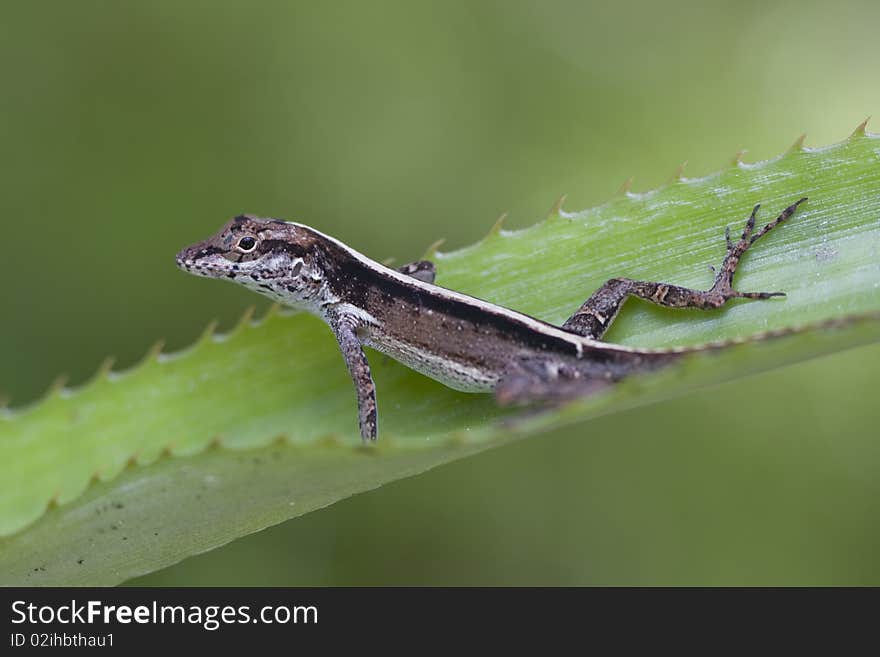 Lizard on pineapple leaf