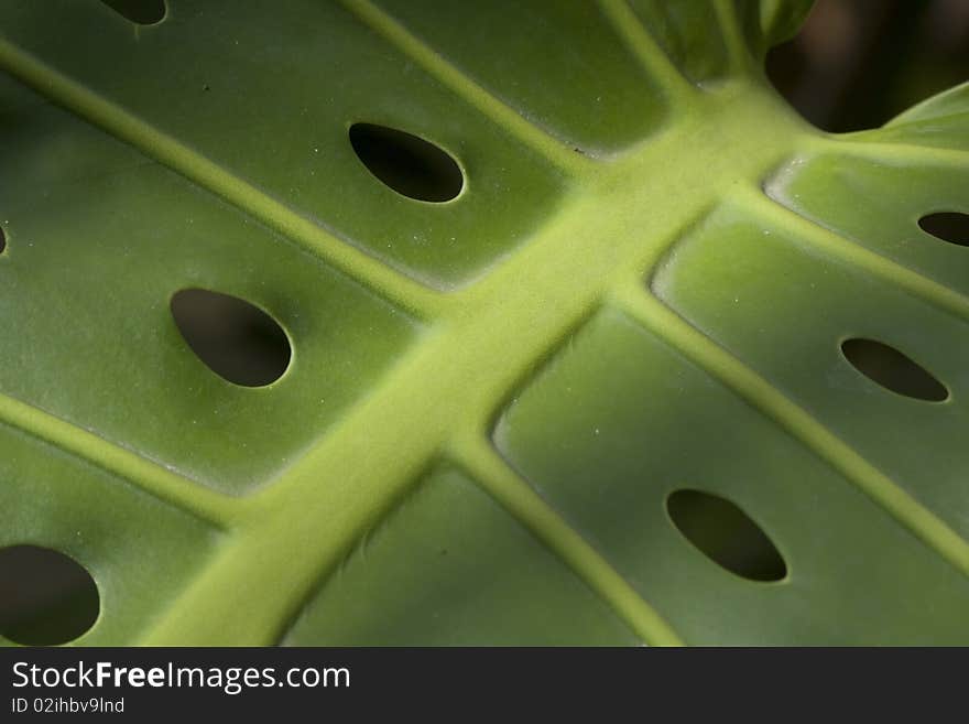 Large green jungle leaf with holes. Large green jungle leaf with holes