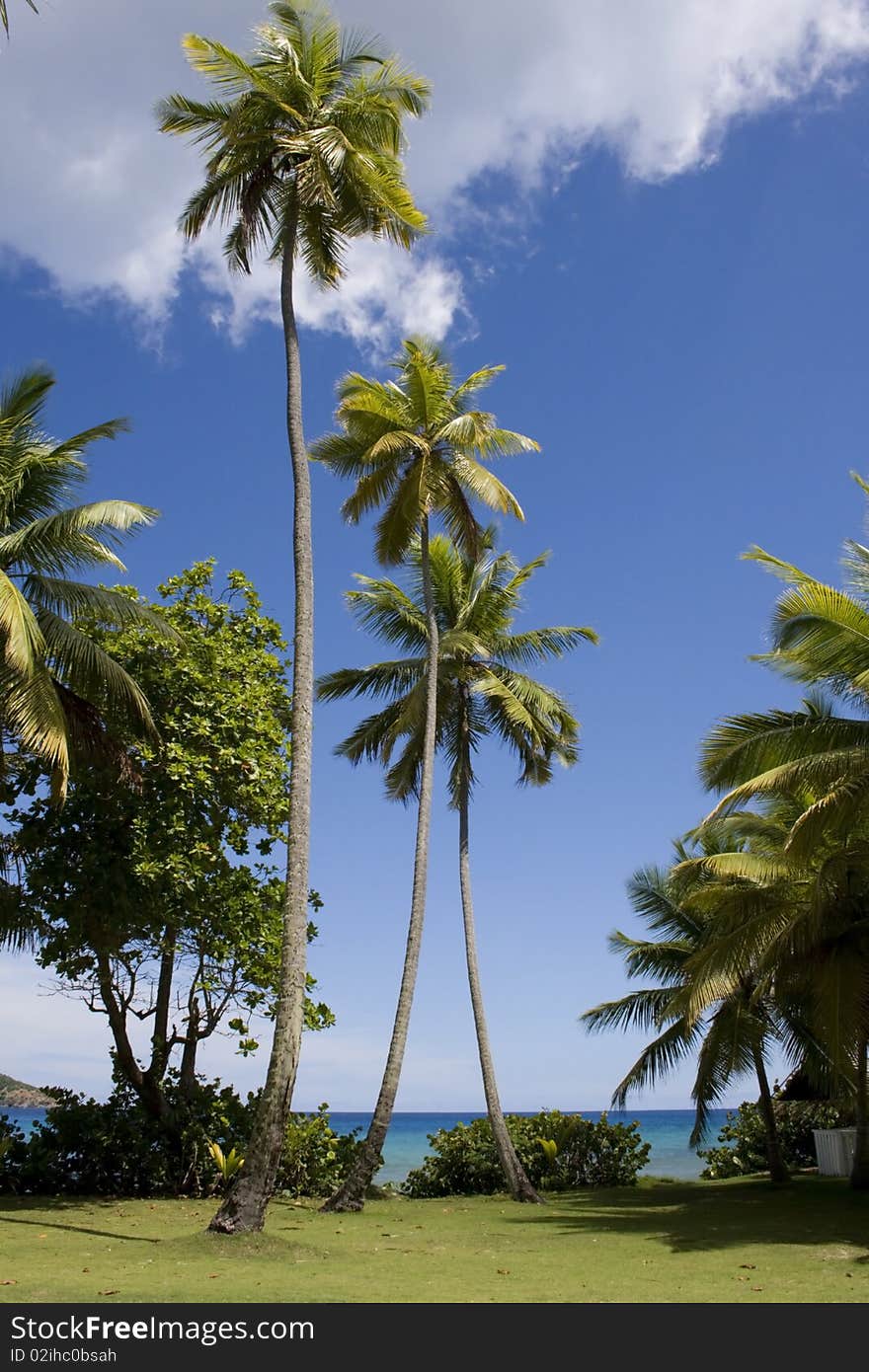 St. Thomas Virgin Islands view of ocean , beach. green  palm, trees. St. Thomas Virgin Islands view of ocean , beach. green  palm, trees.