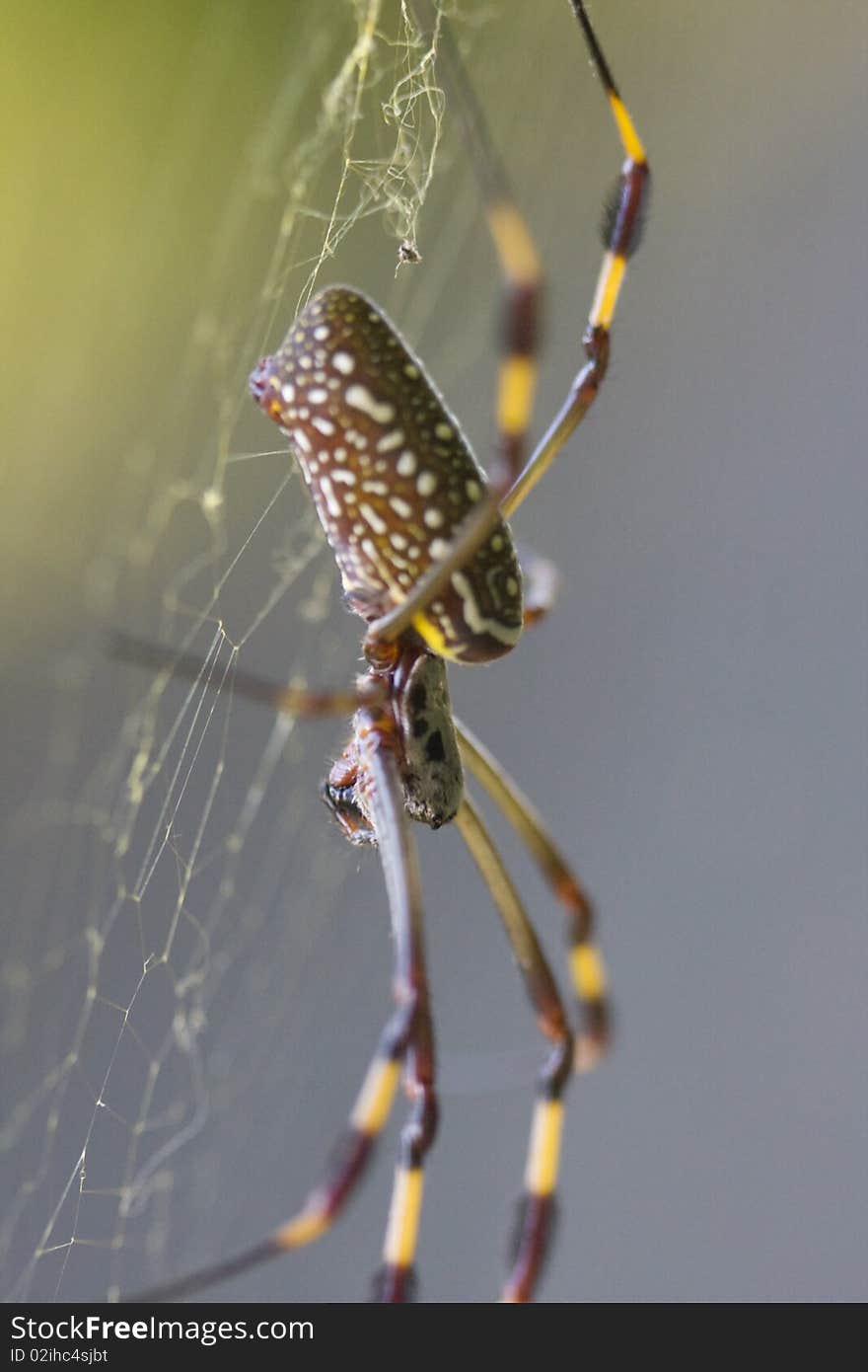 Large banana spider