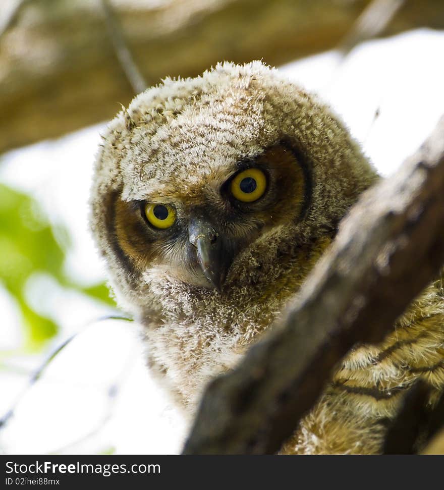 A great horned owlet stares at the two legged animals below. A great horned owlet stares at the two legged animals below.