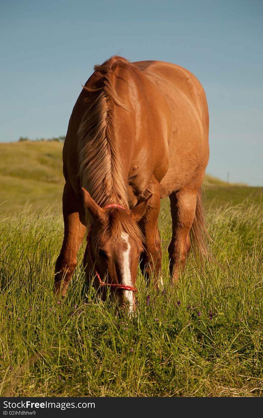 Red Dun Quarterhorse