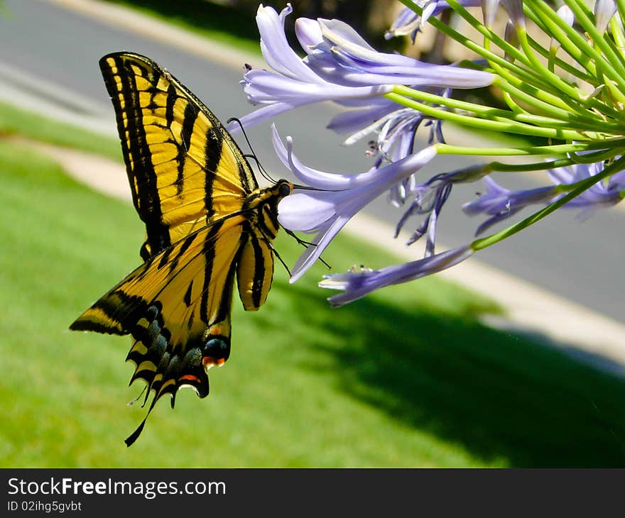 Yellow monarch feeding on a purple flower.