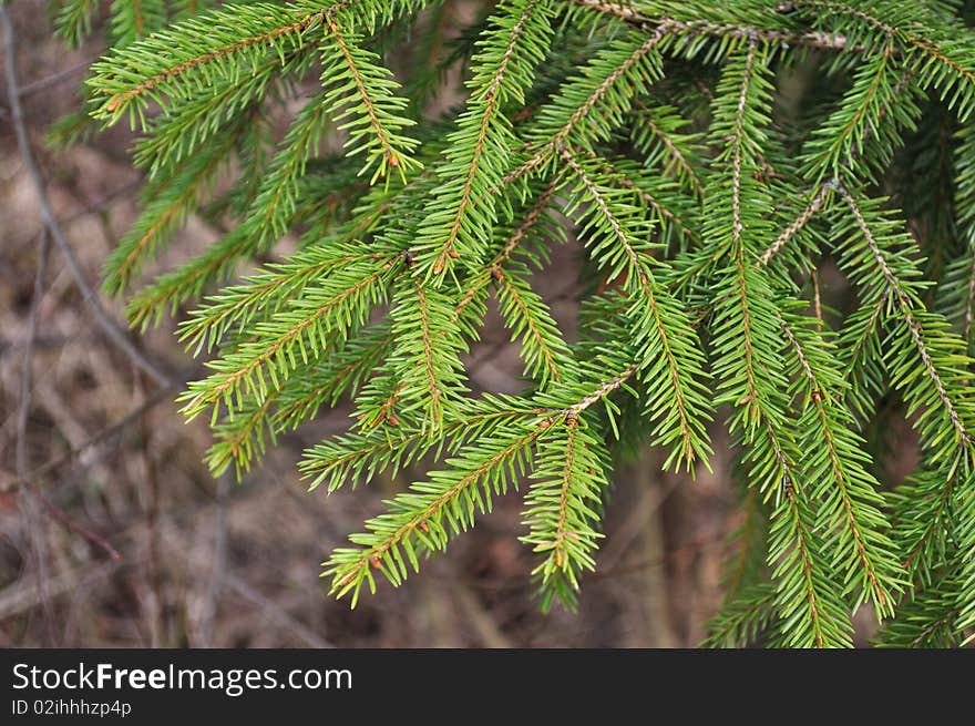 Fresh green fir branch