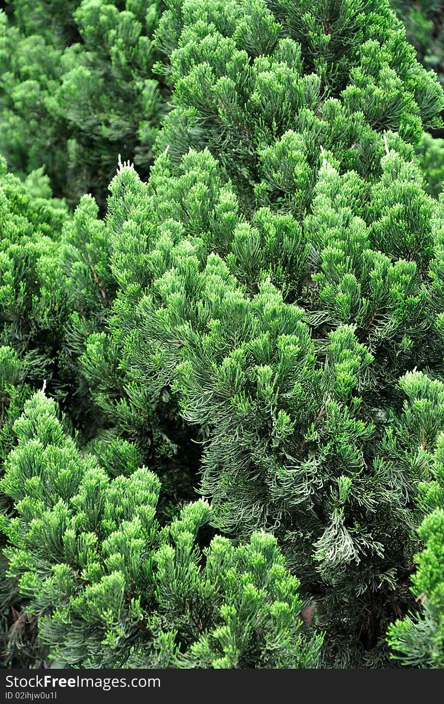 Pattern Of Pine Tree Branches